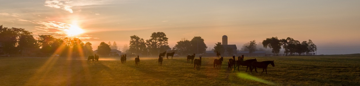 horses on a pasture during sunrise 